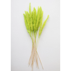 Chartreuse Dried Pampas Grass